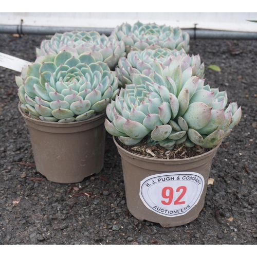 92 - Echeveria Chihauhuaensis -5