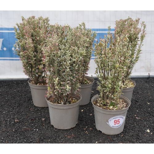 95 - Euonymus White Spire -5