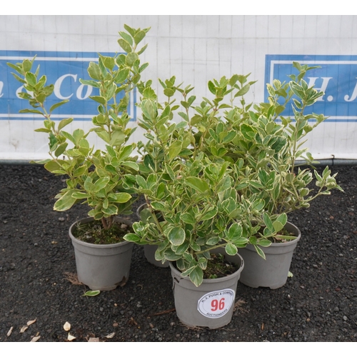 96 - Euonymus Albomarginatus -5