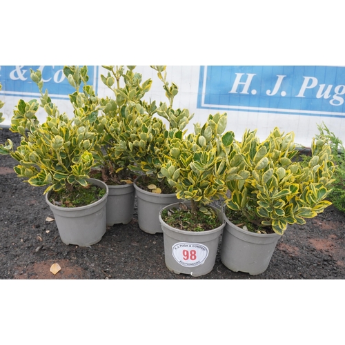 98 - Euonymus Ovatus Aureus -5