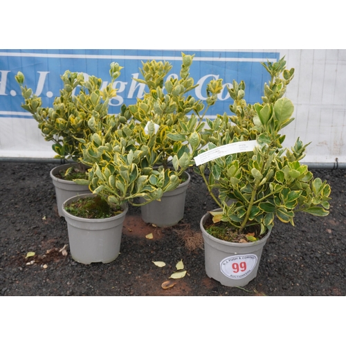 99 - Euonymus Ovatus Aureus -5