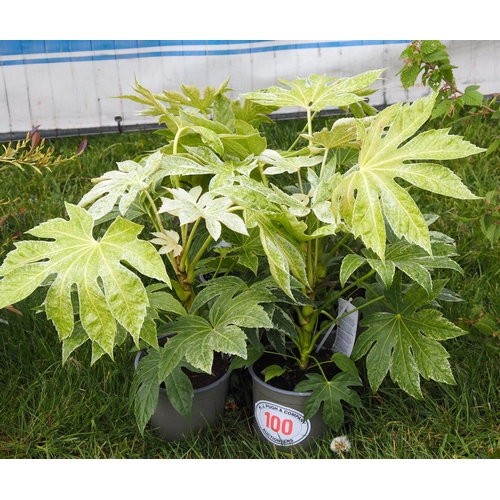 100 - Fatsia -5