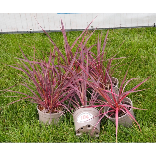 104 - Cordyline -5