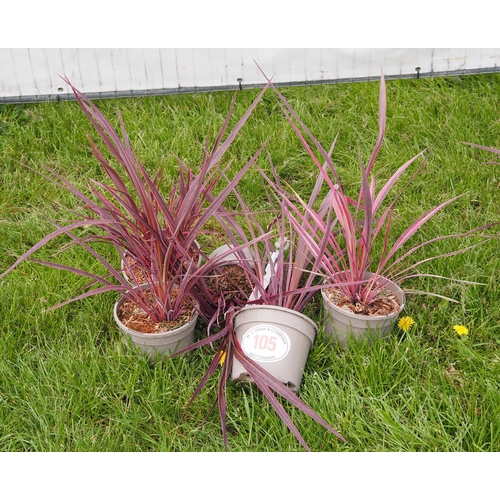 105 - Cordyline -5