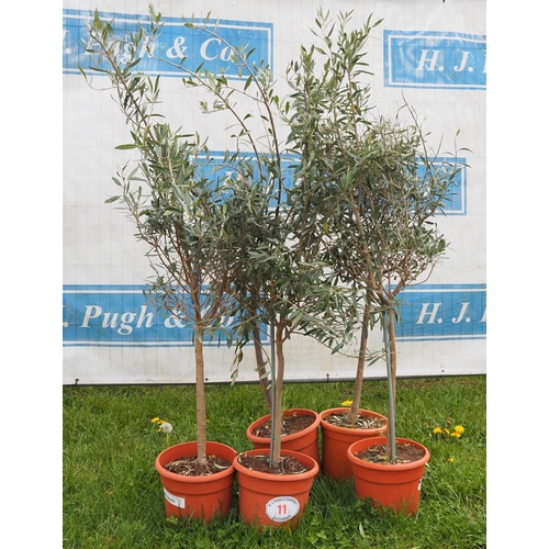 11 - Small olives 4ft -5