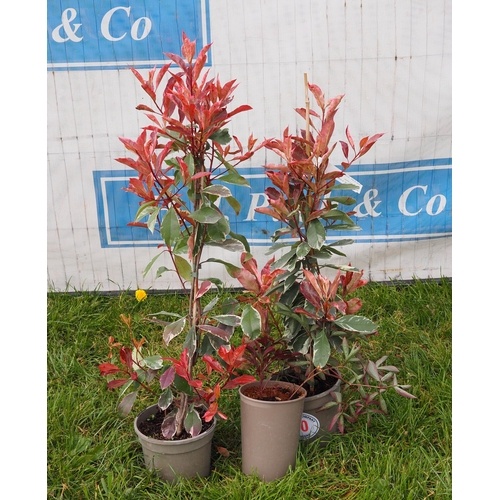 110 - Photinia -2