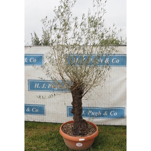 135 - Specimen olive 7ft -1