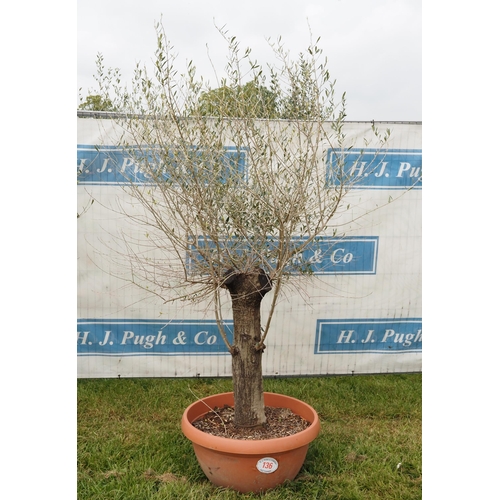 136 - Specimen olive 6ft -1