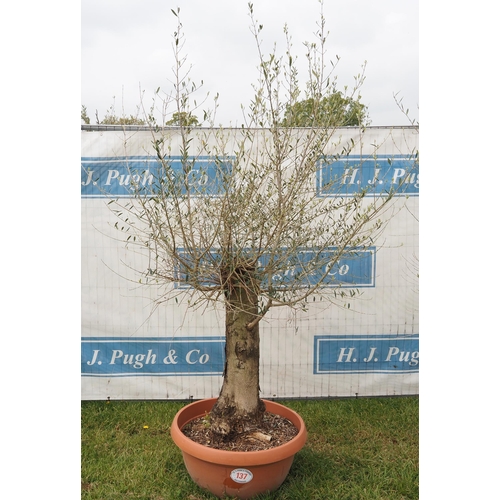 137 - Specimen olive 6ft -1