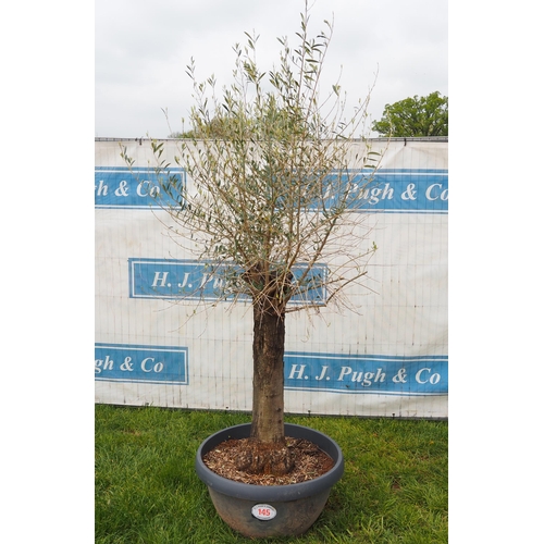 145 - Specimen olive 6ft -1