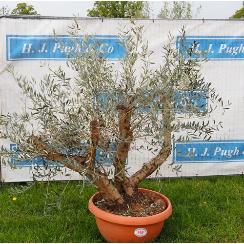 146 - Specimen olive 5ft -1