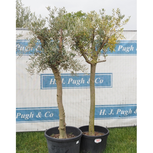 147 - Specimen olive 6ft -2