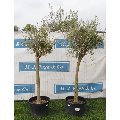 148 - Specimen olive 6ft -2