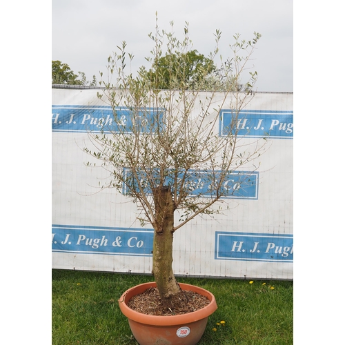 150 - Specimen olive 5ft -1