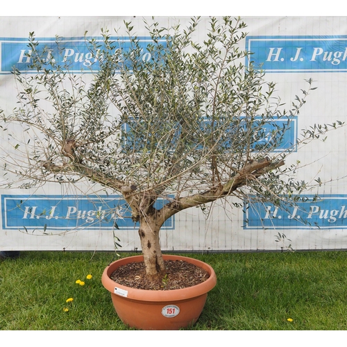 151 - Specimen olive 4ft -1