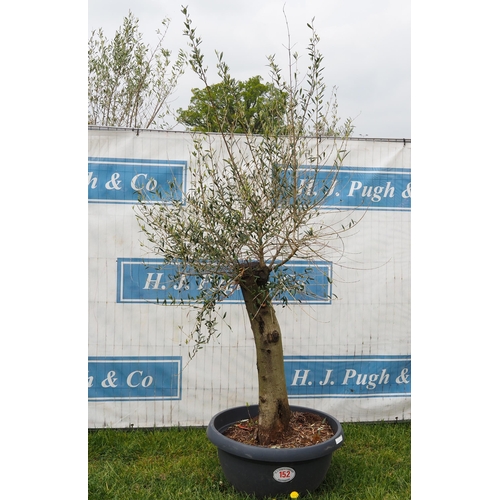 152 - Specimen olive 5ft -1