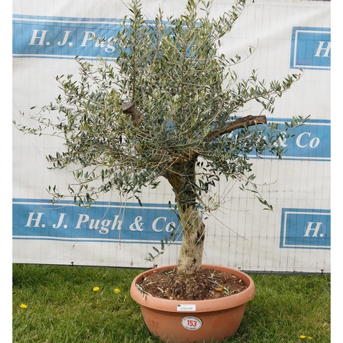 153 - Specimen olive 4ft -1