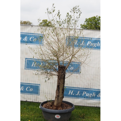 154 - Specimen olive 5ft -1