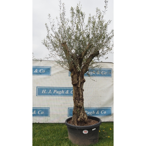 155 - Ancient olive 8ft -1