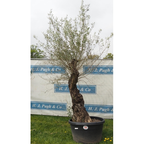 156 - Ancient olive 8ft -1