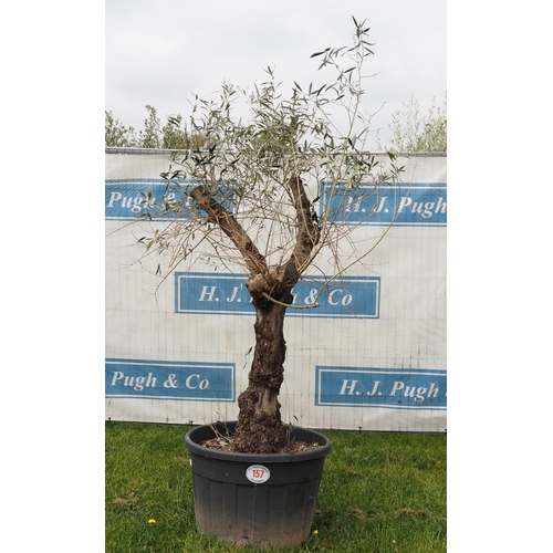 157 - Ancient olive 5ft -1