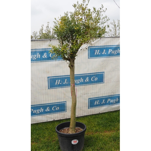 159 - Specimen olive 6ft -1