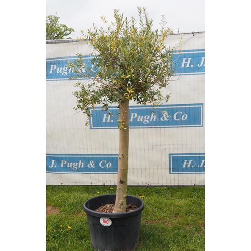 160 - Specimen olive 6ft -1