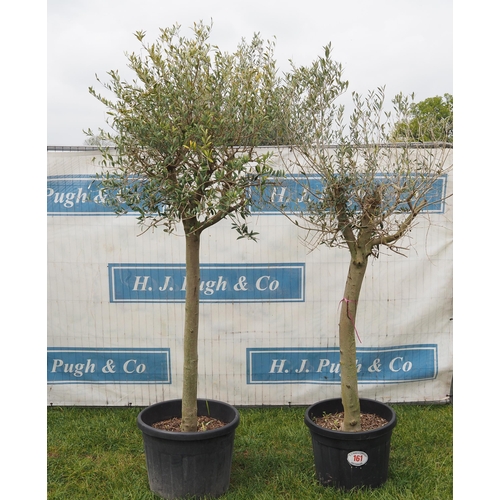 161 - Specimen olive 6ft -2