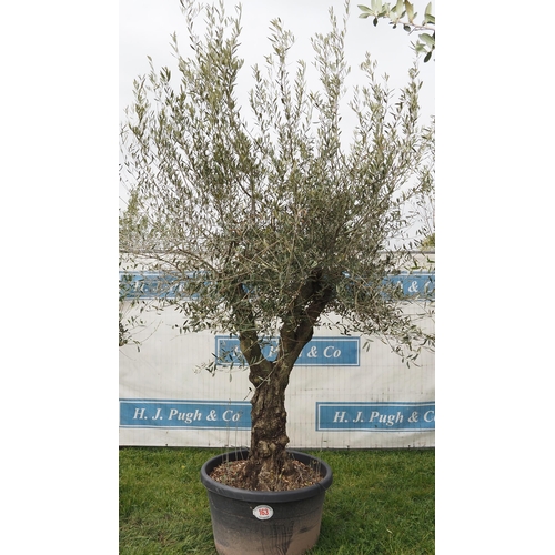 163 - Ancient olive 8ft -1