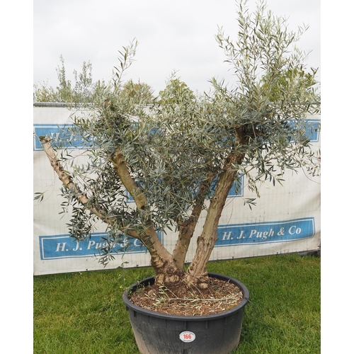 166 - Specimen olive 6ft -1