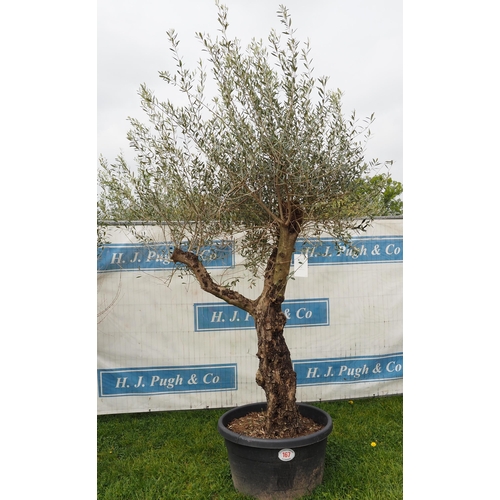 167 - Specimen olive 8ft -1