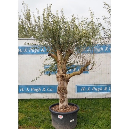 168 - Specimen olive 7ft -1