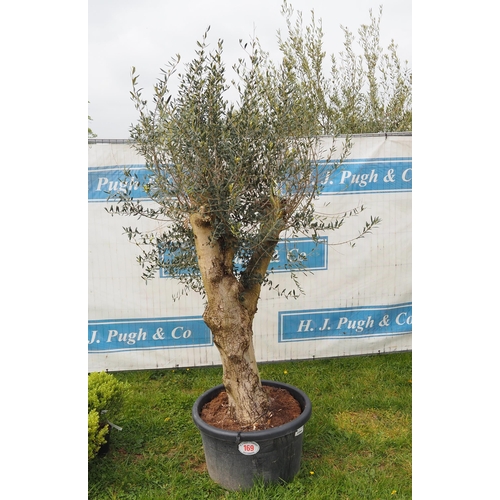 169 - Specimen olive 5ft -1