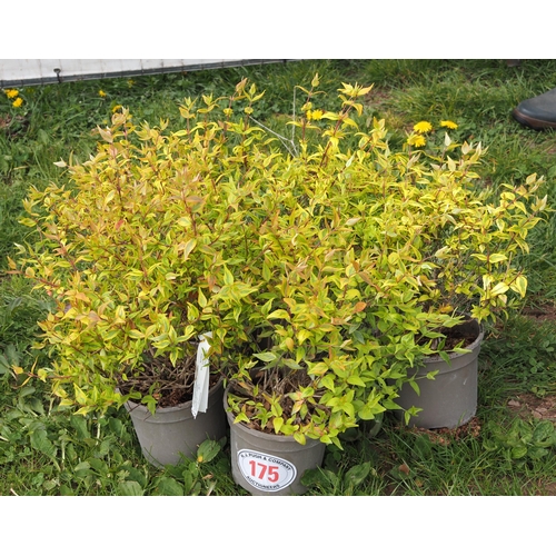 175 - Abelia -5