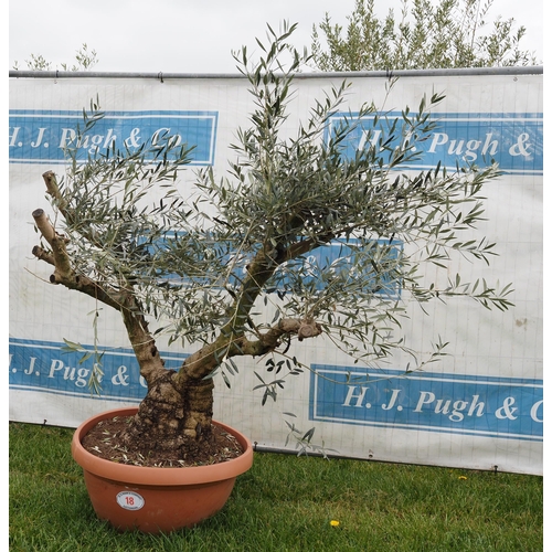 18 - Specimen olive 4ft -1