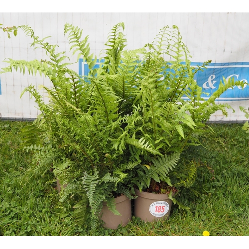 185 - Dryopteris -5