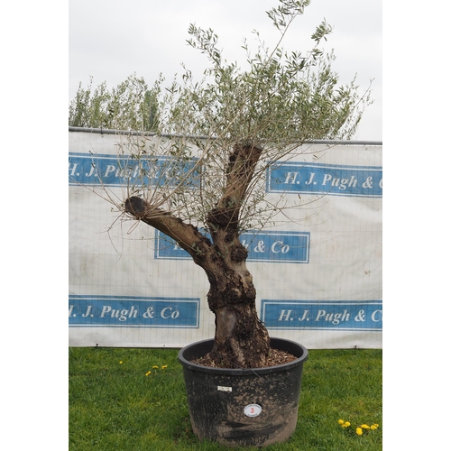 3 - Ancient olive 6ft -1