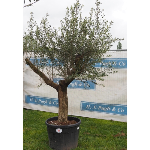 41 - Specimen olive 7ft -1