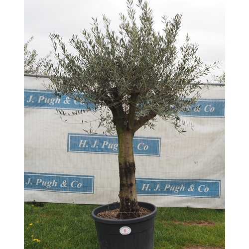 6 - Ancient olive 7ft -1