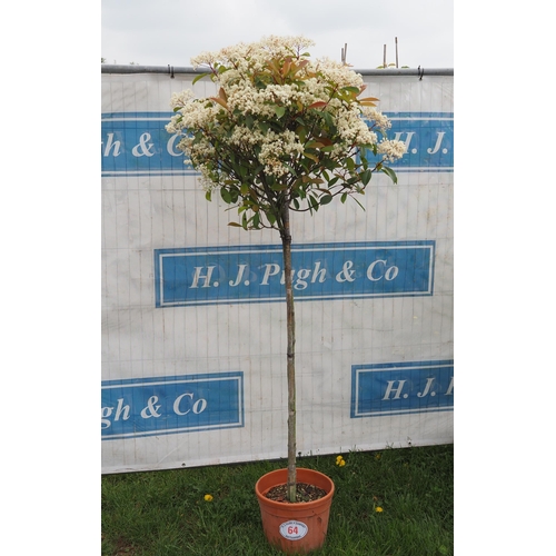 64 - Shaped Photinia 7ft