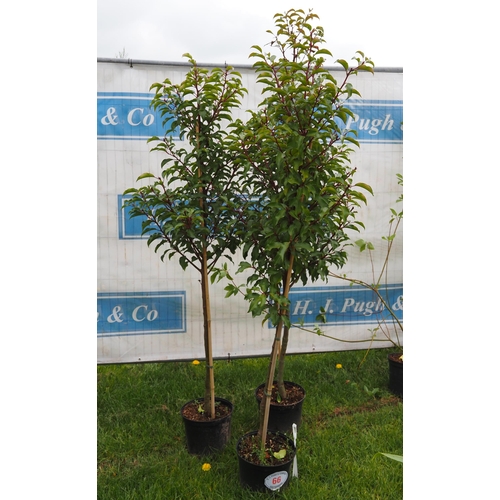 66 - Prunus 6ft -3