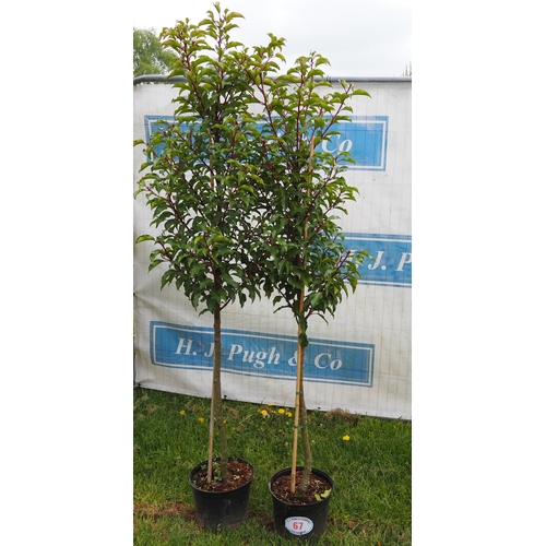 67 - Prunus 6ft -2