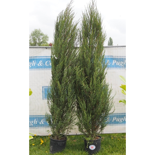 68 - Juniperus 10ft -2