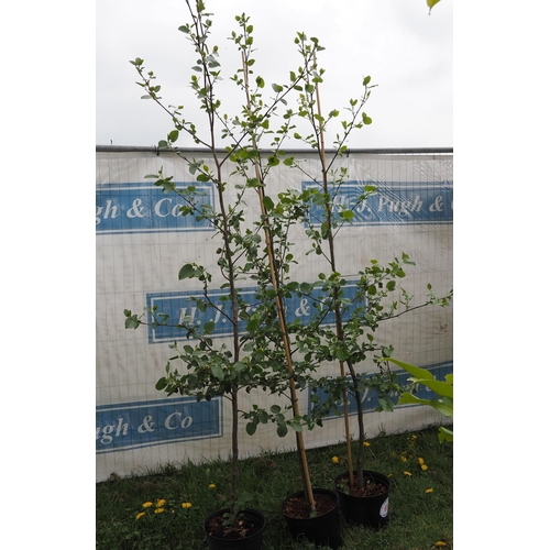 69 - Italian Alder