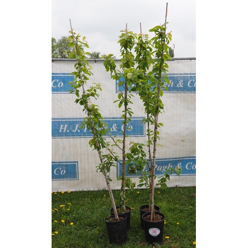 70 - Wild cherry 7ft -4