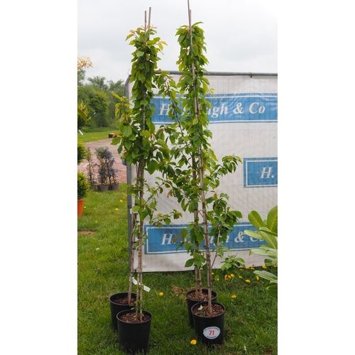 71 - Wild cherry 7ft -4