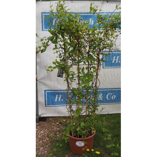 73 - Lonicera climber