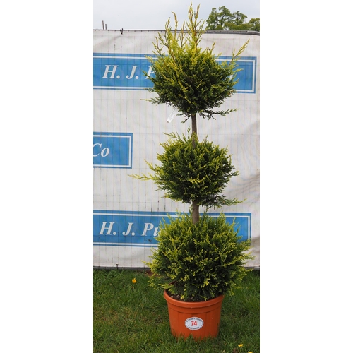 74 - Shaped Leylandii 6ft