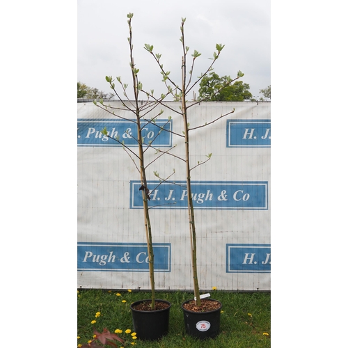 75 - Sorbus 8ft -2