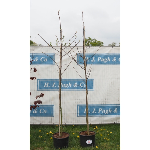 77 - Sorbus 8ft -2